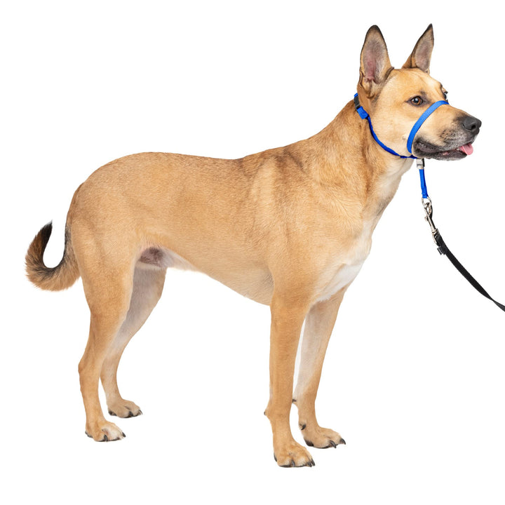 Gentle Leader No-Pull Dog Headcollar - The Ultimate Solution to Pulling - Redirects Your Dog&#39;s Pulling for Easier Walks - Helps You Regain Control - Medium, Royal Blue