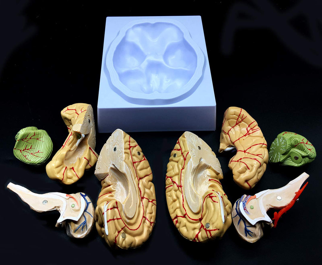 Human Brain Model, Anatomically Accurate Brain Model Li