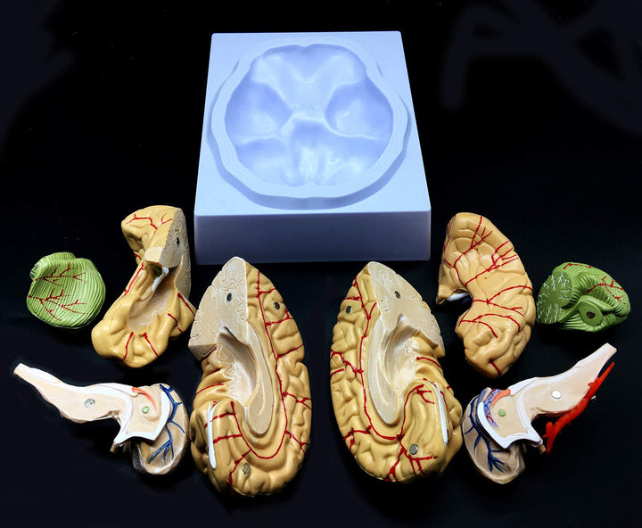 Human Brain Model, Anatomically Accurate Brain Model Li