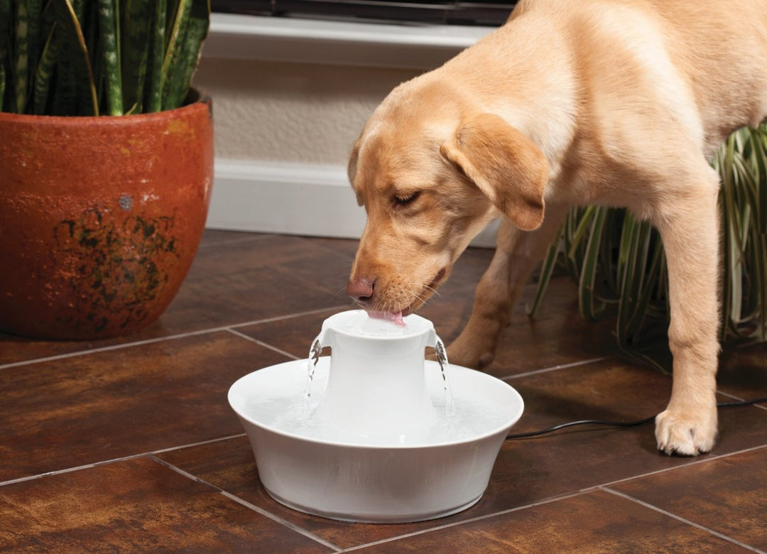 Drinkwell Avalon Ceramic Pet Water Fountain - Rust Resistant Automatic Water Dispenser for Cats and Small Dogs - 70 Ounce (2 Liter) - Dishwasher Safe, Filters Included - Circular Modern Design