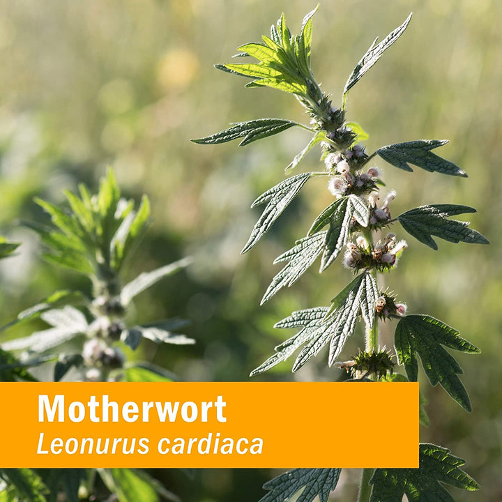Herb Pharm Certified Organic Motherwort Liquid Extract 