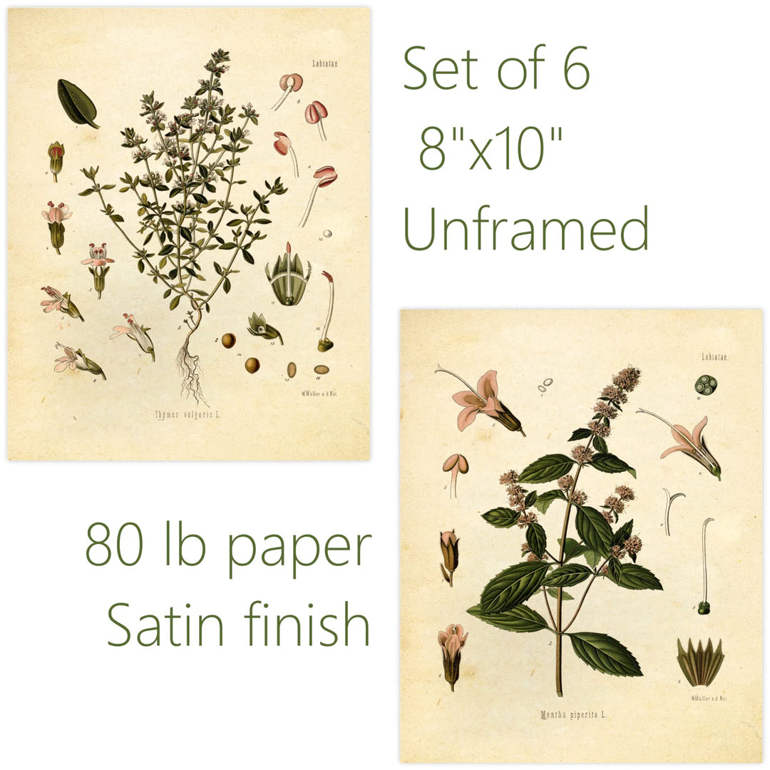Vintage Botanical Prints | Kitchen Herb Wall Art Thyme, Mint, Rosemary, Parsley, Sage, Fennel | Set of 6 8x10 Unframed