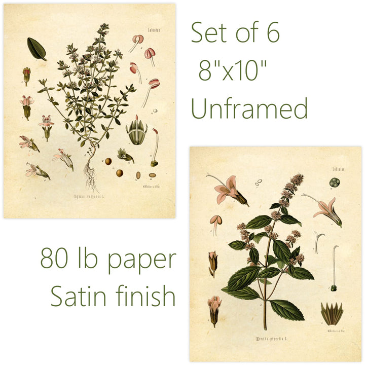 Vintage Botanical Prints | Kitchen Herb Wall Art Thyme, Mint, Rosemary, Parsley, Sage, Fennel | Set of 6 8x10 Unframed