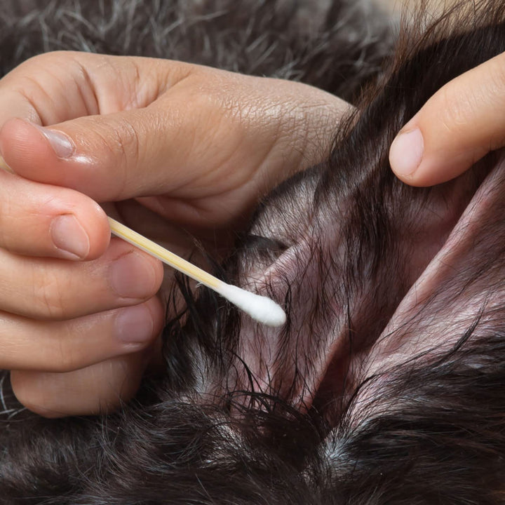 6&#39; Long Cotton Swabs 200PCS - Cotton Swabs Long Wooden Sticks - Long handle Swabs for Gun Cleaning, Ear Cleaning, Pets Care, Makeup