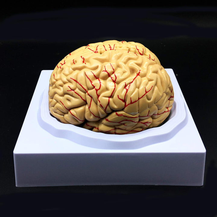 Human Brain Model, Anatomically Accurate Brain Model Li