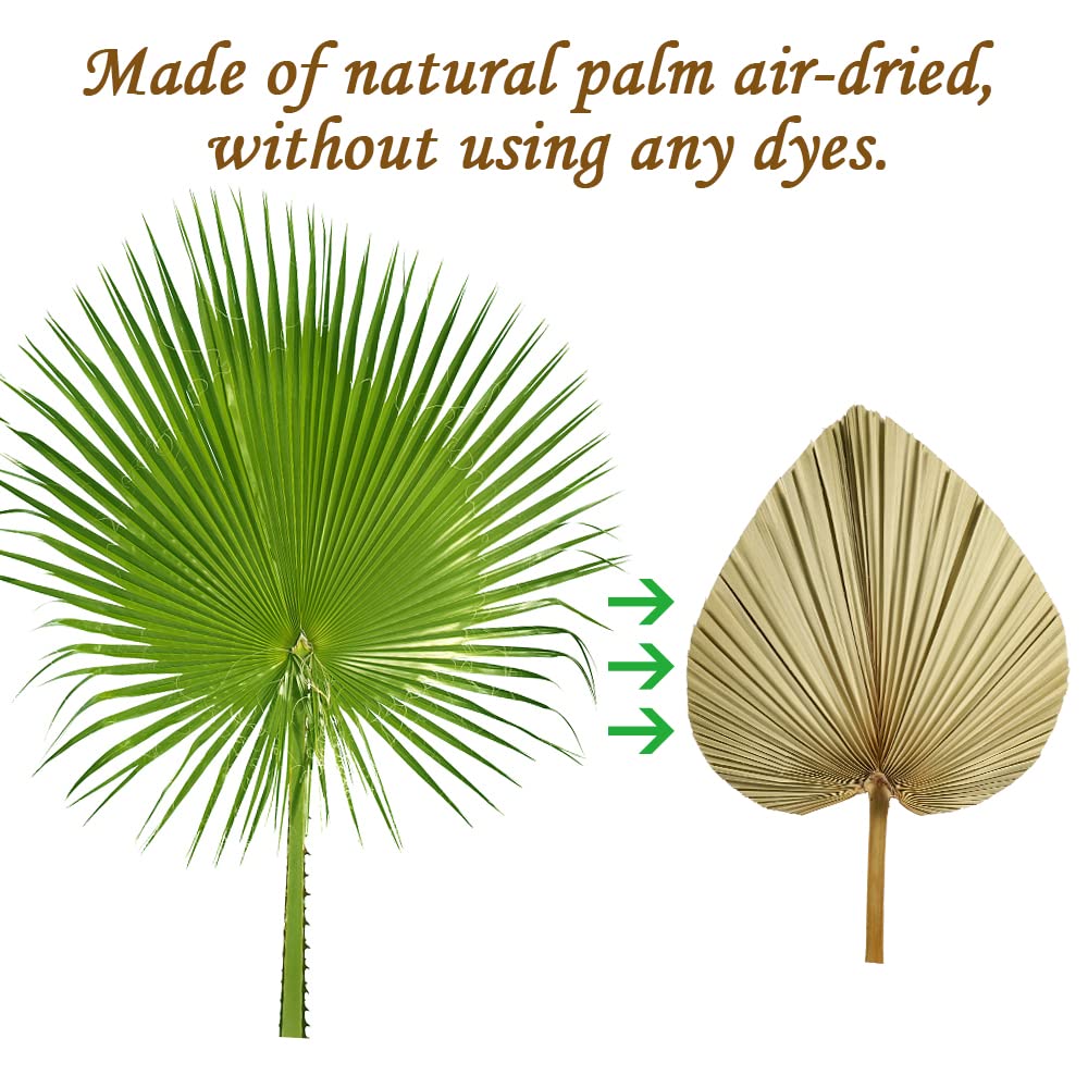 5 Pieces Dried Palm Leaves Natural Dried Palm Fans, 18 Inch Large Boho Dry Leaves Decor for Home Kitchen Wedding