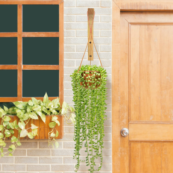 Plant Hanger, Wall Planters for Indoor Plants, Wooden Wall Mounted Hanging Plant Hooks, Basket Hooks for Lanterns, Flower Bracket, Wind Chimes, Decoration (2-Pack,8-Inch)
