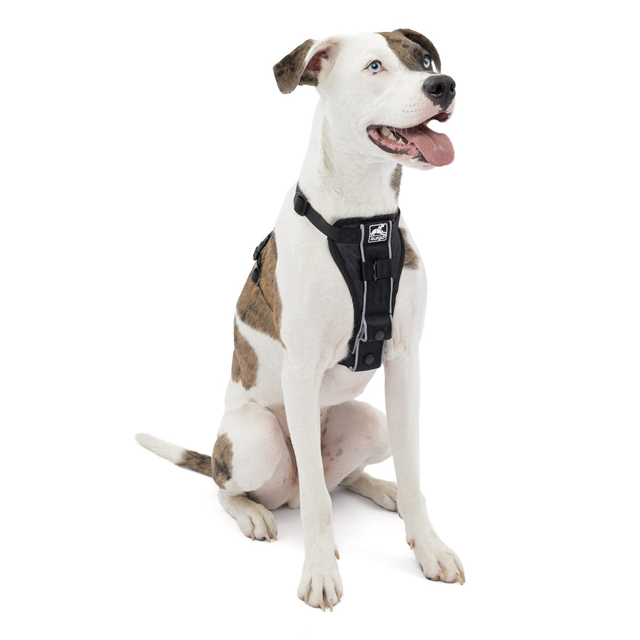 Tru-Fit Smart Harness, Dog Harness, Pet Walking Harness, Quick Release Buckles, Front D-Ring for No Pull Training, Includes Dog Seat Belt Tether (Black, Medium)