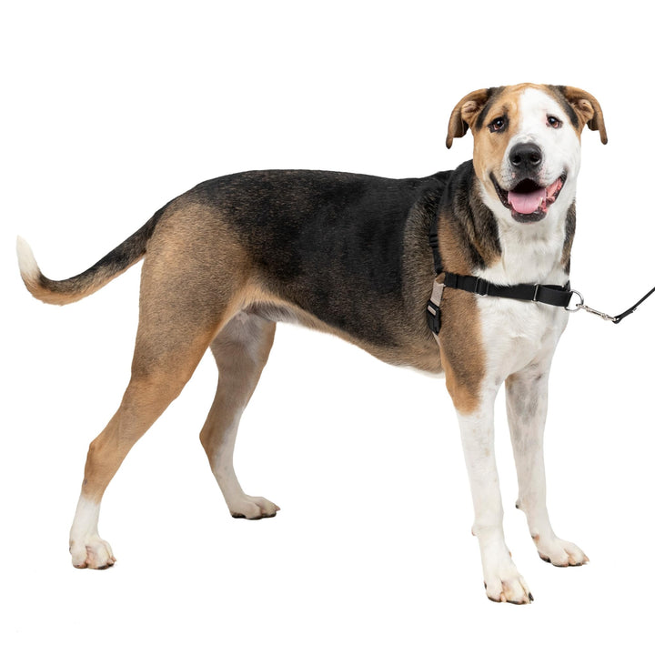 Easy Walk No-Pull Dog Harness - The Ultimate Harness to Help Stop Pulling - Take Control &amp; Teach Better Leash Manners - Helps Prevent Pets Pulling on Walks, X-Large, Black/Silver