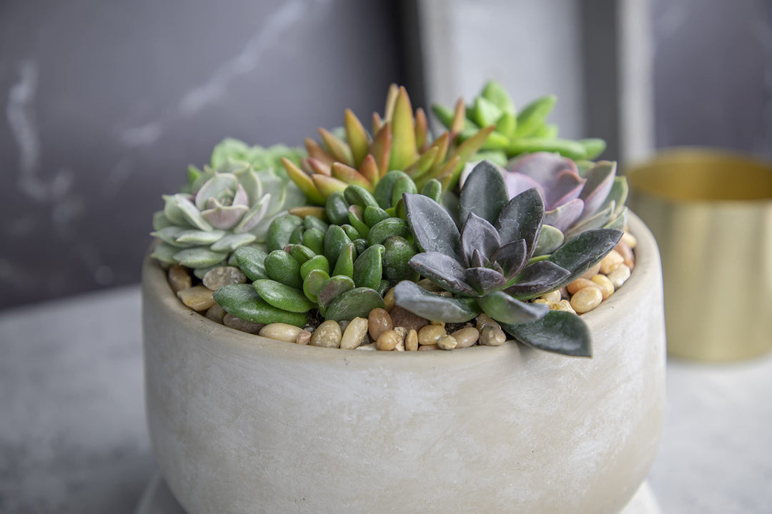 Succulents Plants Live (6PK) Potted Succulent Plants Live House Plants, Cactus Plants Live Plants Indoor Plants Live Houseplants, Indoor Plant Succulents Live Plant House Plant