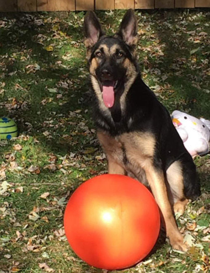 B00CIT99BC Virtually Indestructible Best Ball (hard plastic, colors may vary), All Breed Sizes , 14 inch