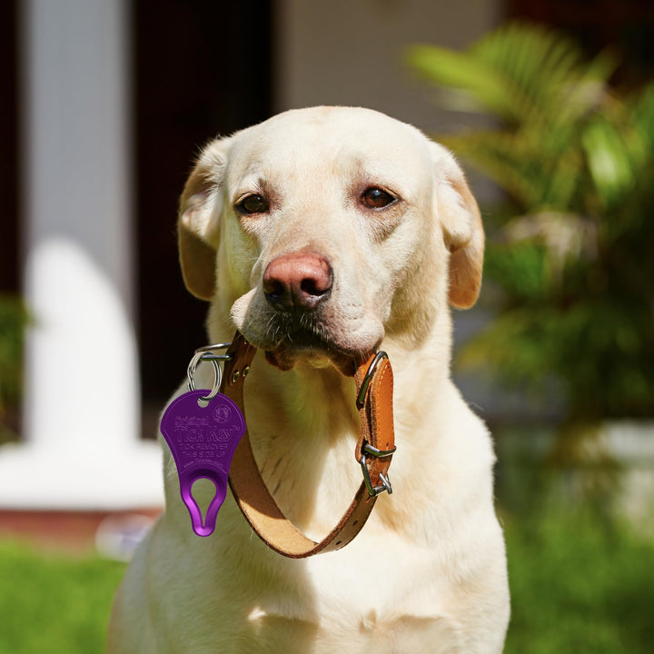 The Original Tick Key - Tick Detaching Device - Portable, Safe and Highly Effective Tick Detaching Tool (Assorted)