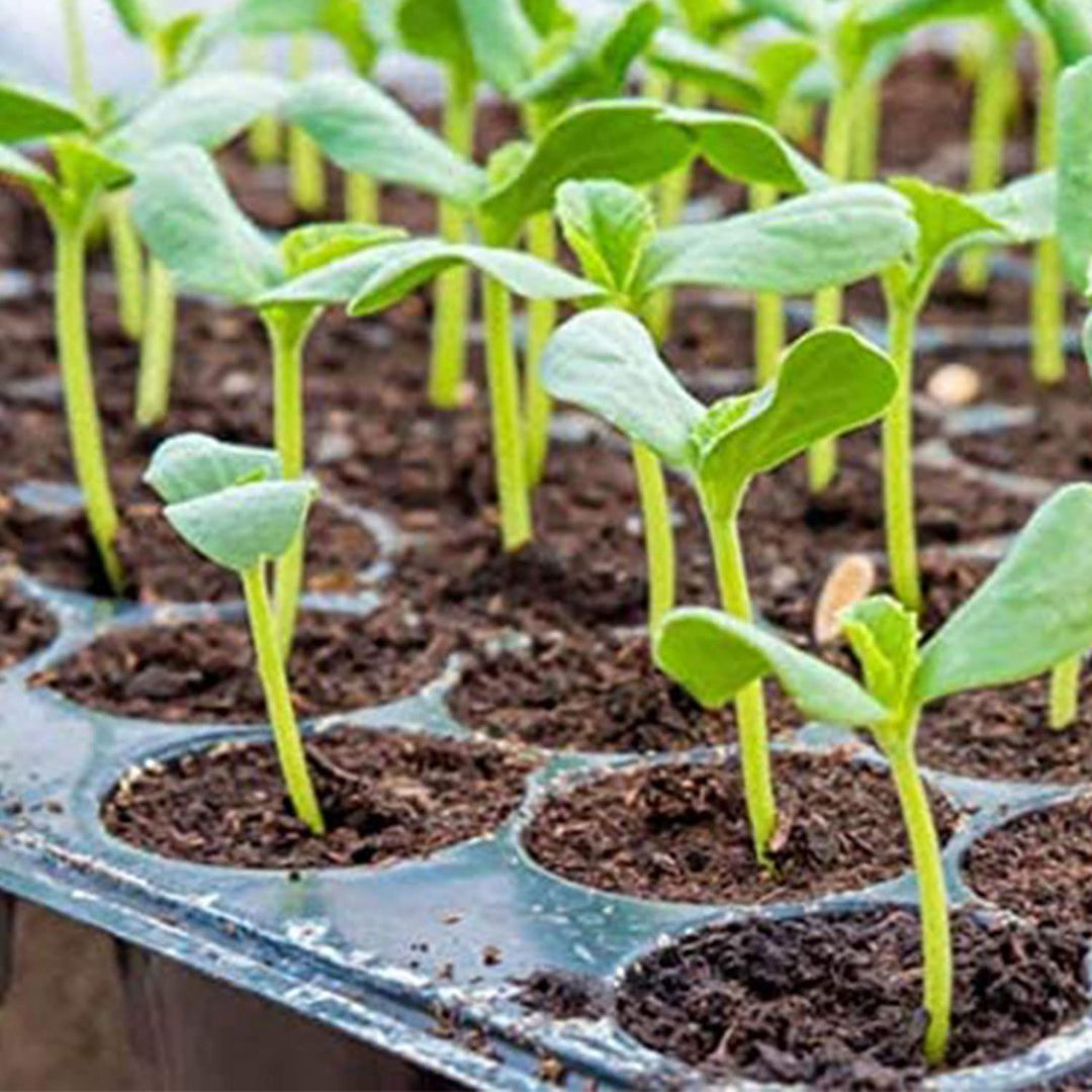Jump Start MT10006, 17 Watt UL Certified Seedling, 8.875x19.5, Black
