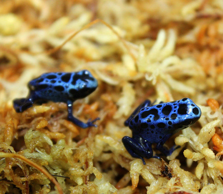 Premium New Zealand Sphagnum Moss, 150g (12L When Hydrated) - Harvested Sustainably from The Pristine West Coast of New Zealand&#39;s South Island
