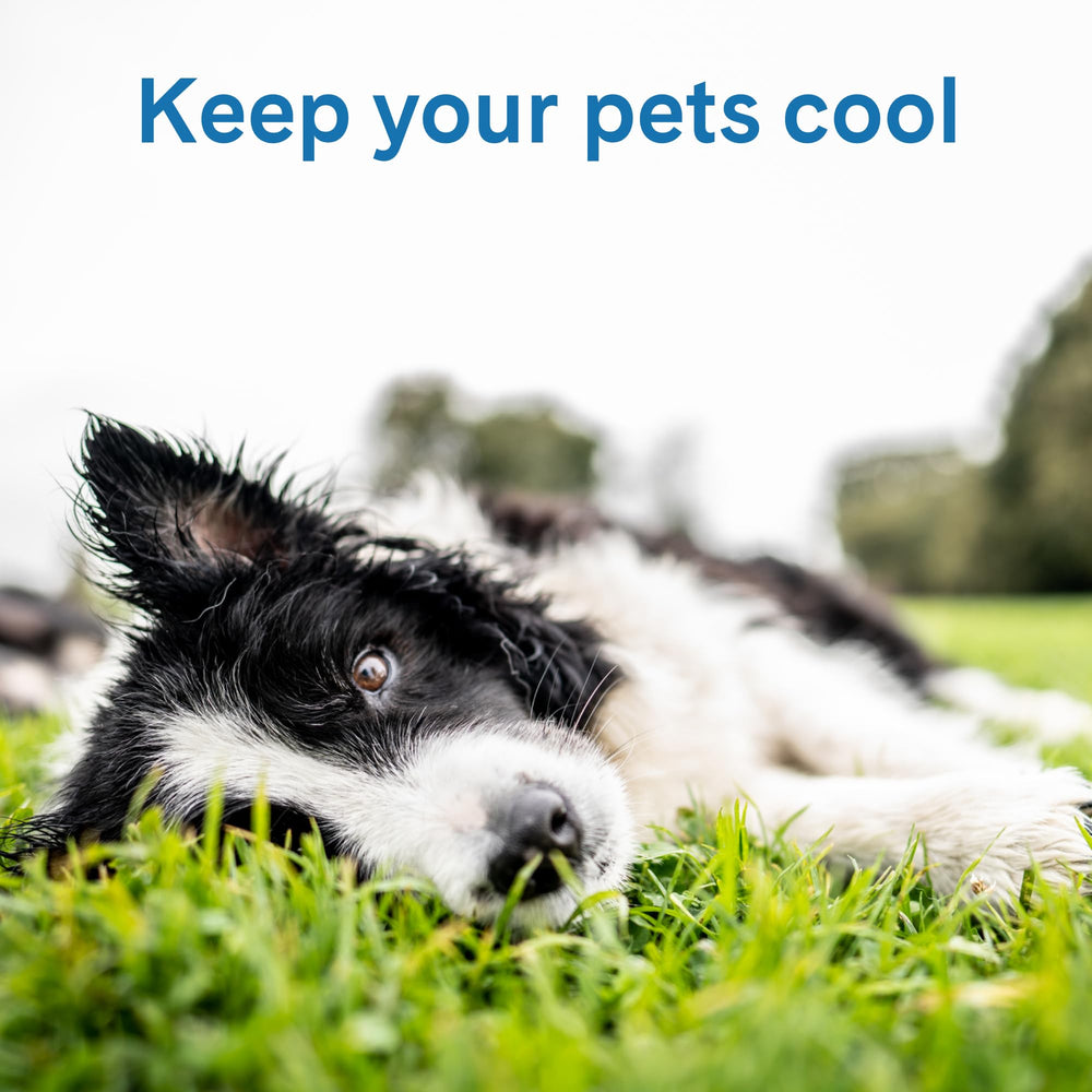 Cool Pet Pad - Medium, Blue - Self-Cooling, Pressure Activated Mat for Dogs & Cats from 21-45 lbs - Non-Toxic Gel, No Water Needed