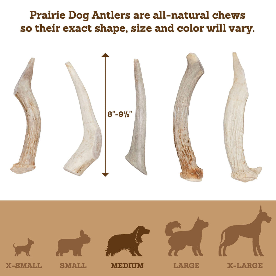 Prairie Dog Pet Products Deer Large Antler Treat, 8-9