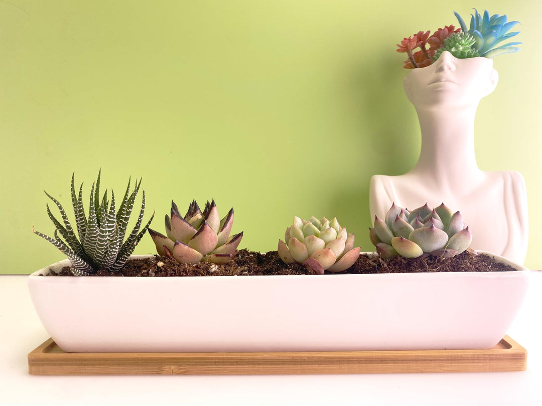White Ceramic Long Rectangle Succulent Planter Pots with Bamboo Saucers/Mini Flower Plant Containers 11.1 Inch Succulents Planter Home Decor(Long Rectangle