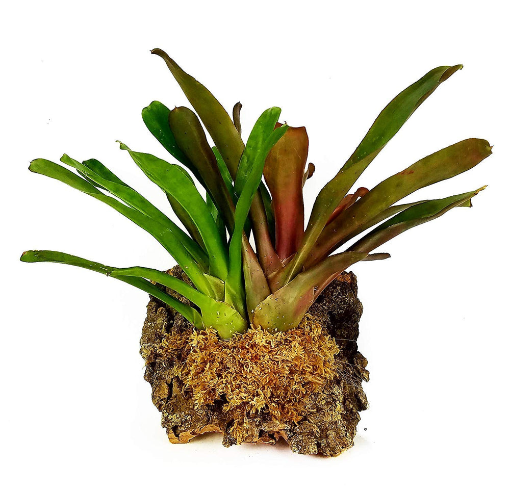 Premium New Zealand Sphagnum Moss, 150g (12L When Hydrated) - Harvested Sustainably from The Pristine West Coast of New Zealand's South Island
