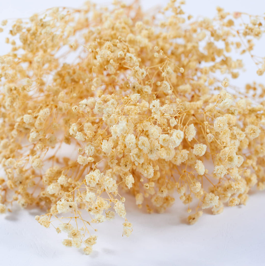 Preserved Baby&#39;s Breath 3 Bunches, 100% Natrual Fresh Gypsophila Long Lasting Flowers for Vase Arrangements Home Decoration Photo Props Parties and Weddings, DIY Décor-White