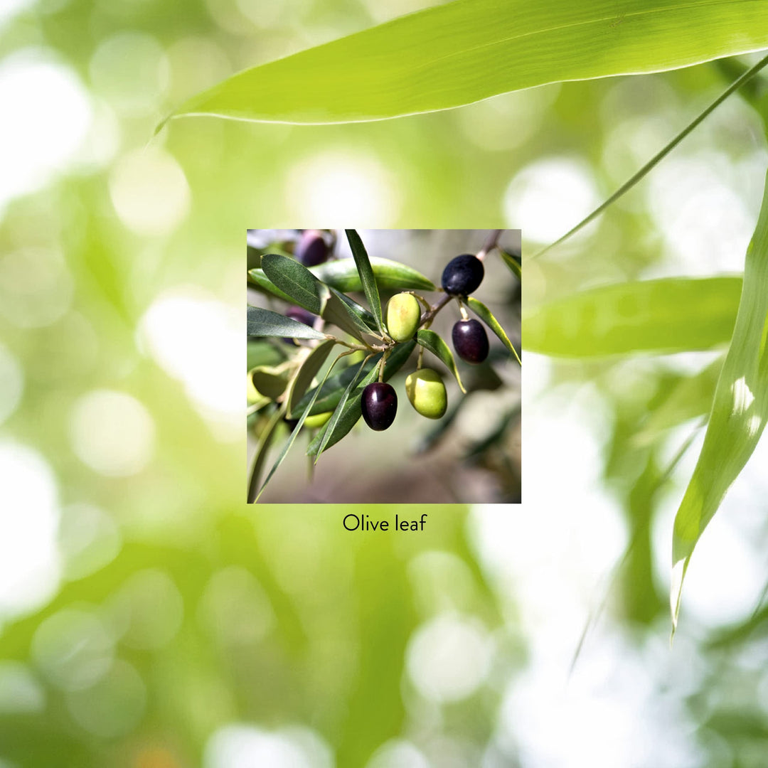 Nature&#39;s Sunshine Olive Leaf Extract Concentrat