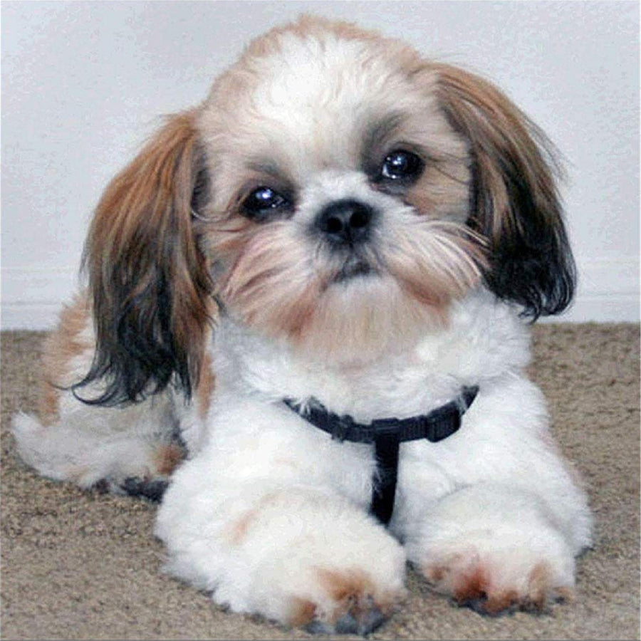 Shih Tzu Dog DIY Handmade Diamond Painting Animals Full Round Cross Stitch Mosaic Diamond Embroidery Wedding Decoration 11.8 x 11.8 Inch