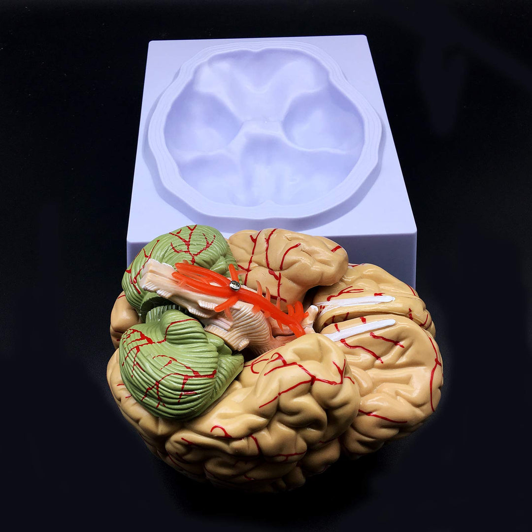 Human Brain Model, Anatomically Accurate Brain Model Li