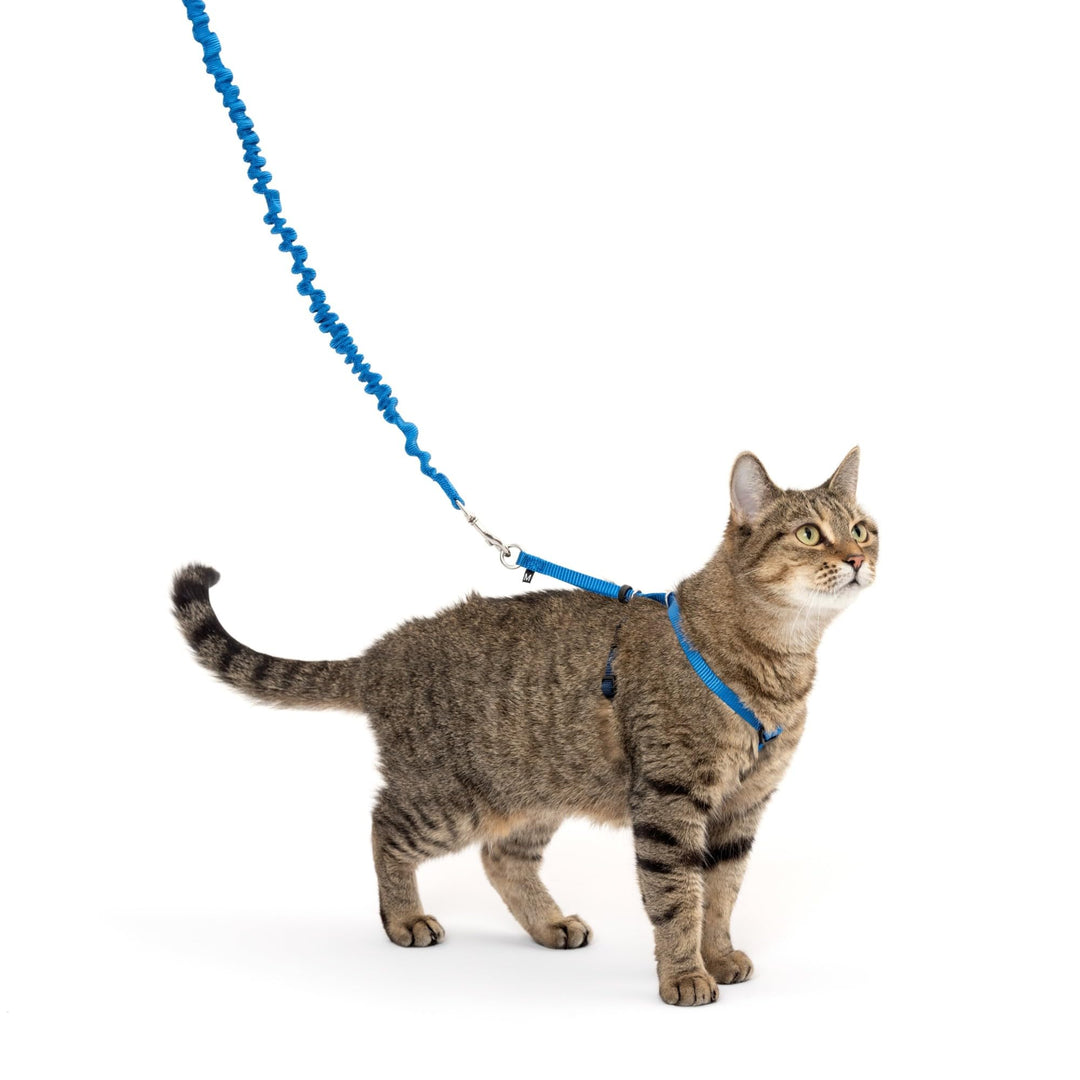 Come with Me Kitty Harness and Bungee Leash, Small, Royal Blue
