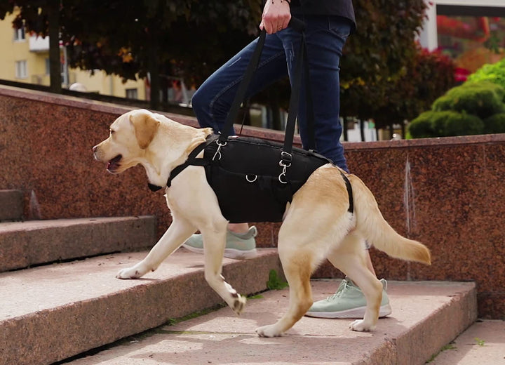 5-in-1 Dog Support Harness - Full Body Lift Harness Support Sling Padded Vest Back Brace - Great for Pet Mobility, Hip & Joints, Back Support, Anxiety by Neoally (X-Large)