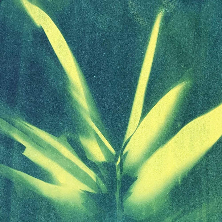 SunCreations Cyanotype Paper, High Sensitivity Sunprint Nature Printing Paper,8.2&#39;&#39; x 11.4&#39;&#39; A4 12-Sheets Sun/Solar Activated (Yellow Back)