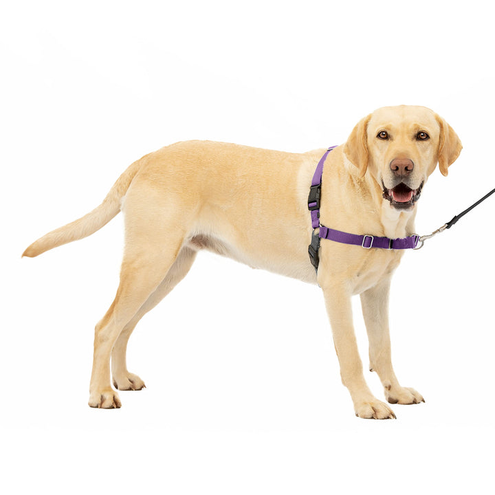 Easy Walk No-Pull Dog Harness - The Ultimate Harness to Help Stop Pulling - Take Control &amp; Teach Better Leash Manners - Helps Prevent Pets Pulling on Walks, Large, Deep Purple/Black