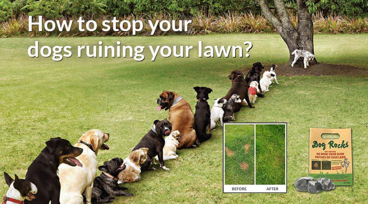 Dog Pee Grass Neutralizer for Green Grass in 3-5 Weeks | Dog Grass Saver Rock | 100% Natural Urine Neutralizer for Lawn, Grass and Hedges | Grass Savers for Dog Urine | 600g, 6 Month Supply