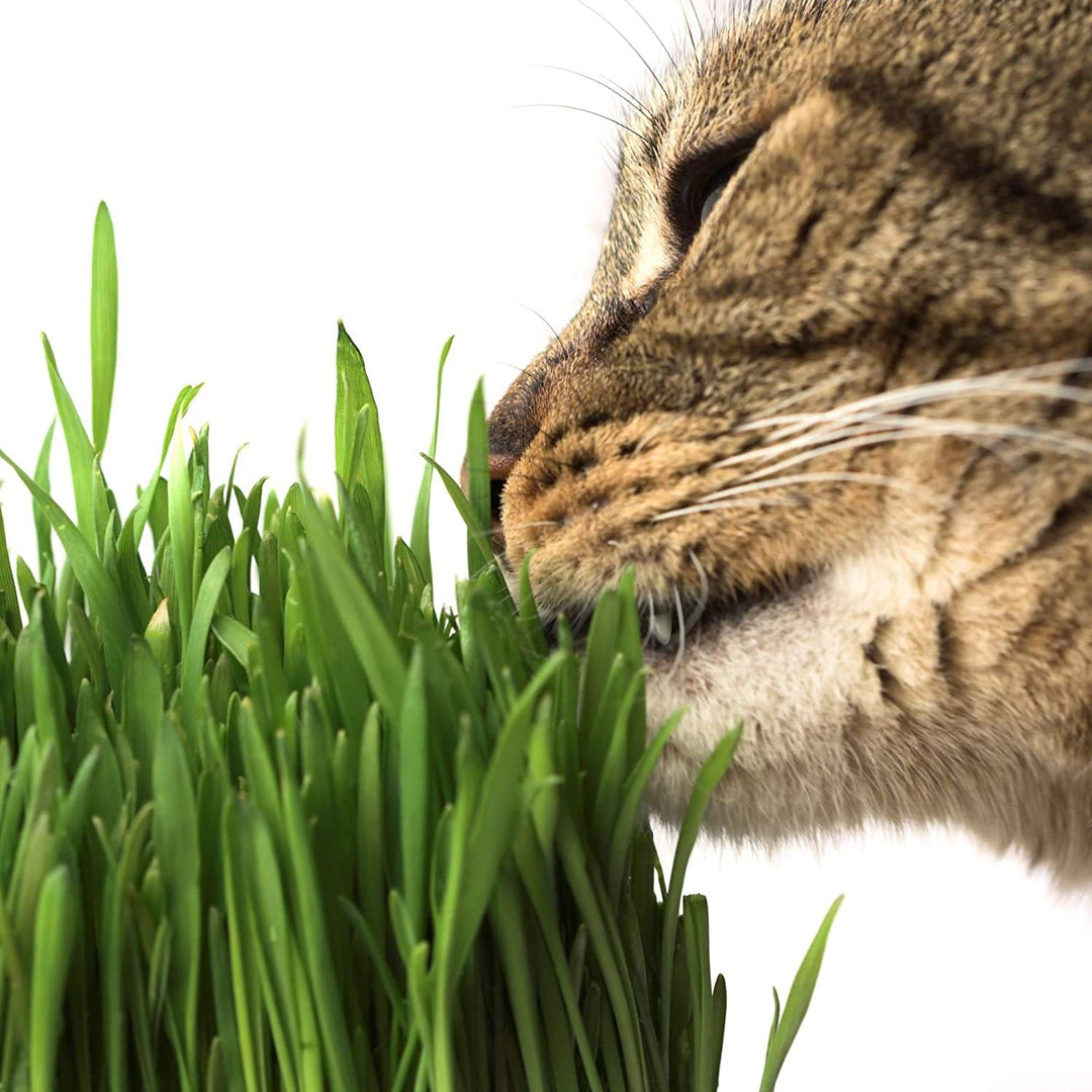 Organic Cat Grass Kit - Includes 1 Tray, 1 Soil Puck, and Non GMO Wheatgrass Seed - A Healthy Treat for Cats, Dogs, Rabbits, and More