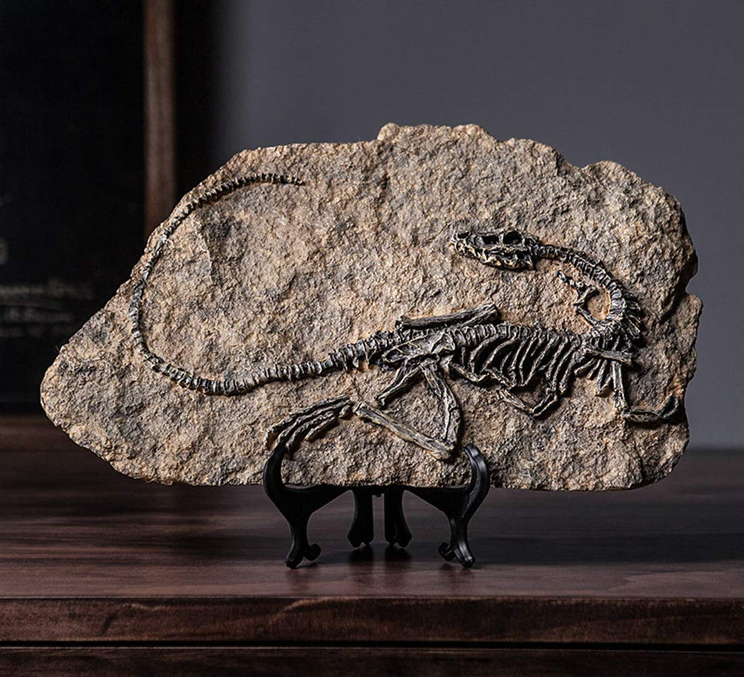 Resin Dinosaur Fossil Statue Model Simulated Skeleton Home Office Display Decorative Craft Box Decoration (Style 1)