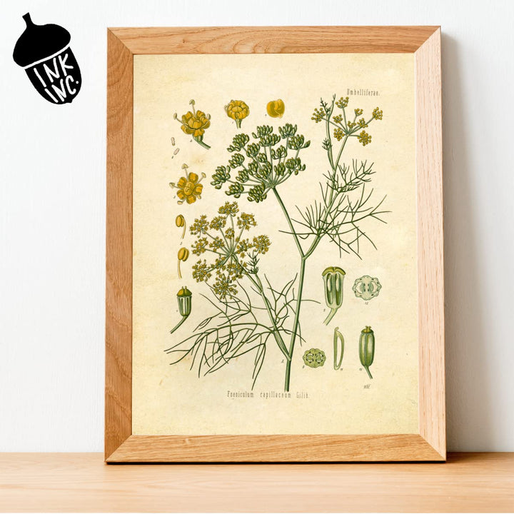 Vintage Botanical Prints | Kitchen Herb Wall Art Thyme, Mint, Rosemary, Parsley, Sage, Fennel | Set of 6 8x10 Unframed