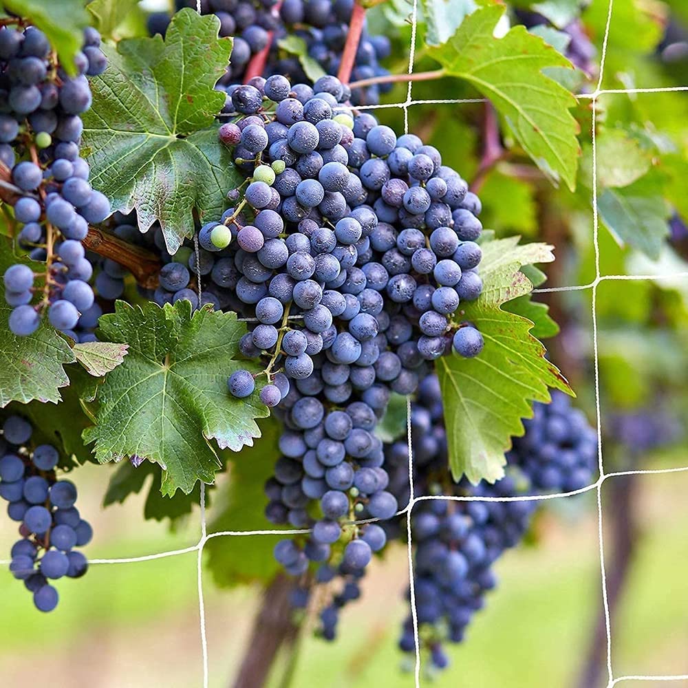 Trellis Netting, Heavy-Duty Garden Plant Trellis Netting for Climbing Plants, Outdoor Indoor Grow Net for Beans Tomatoes Peas Pumpkin Flowers, 6x15ft, 1 Pack