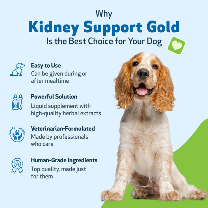 Kidney Support Gold for Dogs - Supports Healthy Kidney Function, Fluid Balance, Energy Levels, Rehmannia, Dong Quai - Veterinarian-Formulated Herbal Supplement 2 oz (59 ml)