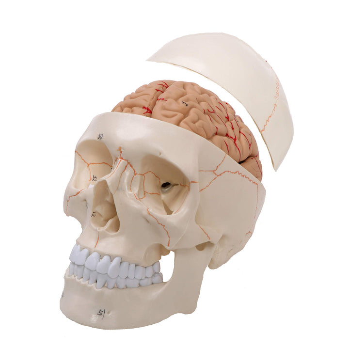 Altratech Human Skull Model Life-Size with Brain Removable Skullcap Professional Grade Anatomical Skull Model for Science Education, with Base (Life-Size)