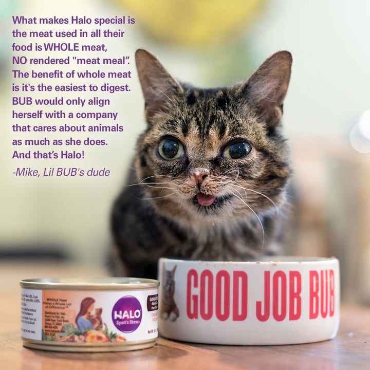 Wet Cat Food Whole Chicken Recipe, Grain Free Wet Cat Pate, Canned Cat Food for Extra Hydration, 5.5 Oz Can (Pack of 12)