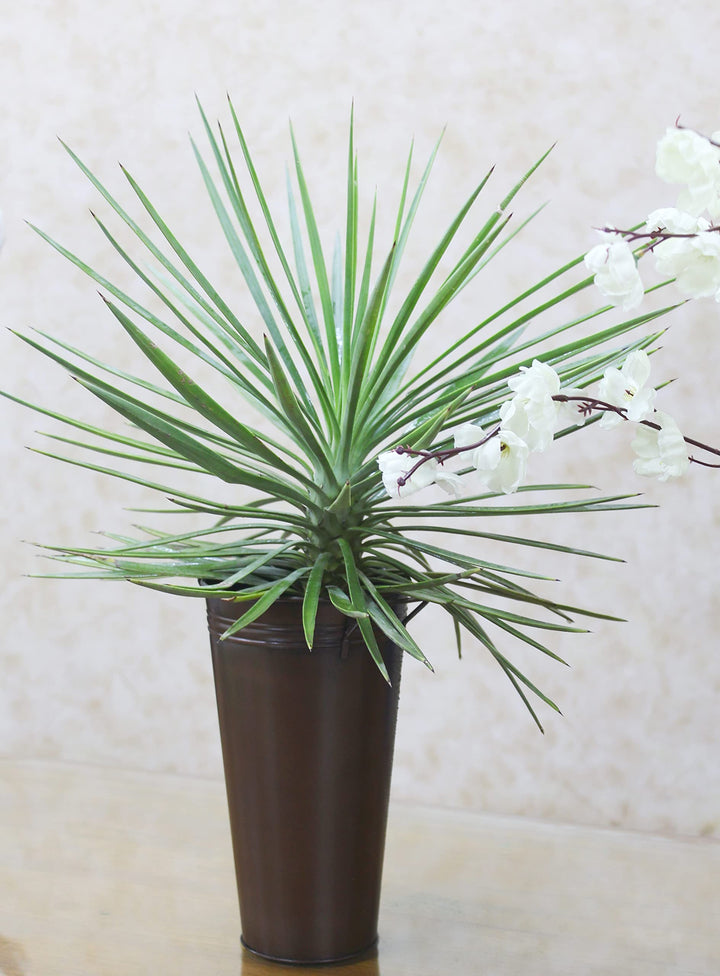 15 Inch High Antique Bronze French Bucket Vase with Handles. Ideal for Dried Floral Arrangements at Home for Weddings Gift Spa and Aromatherapy Settings O4