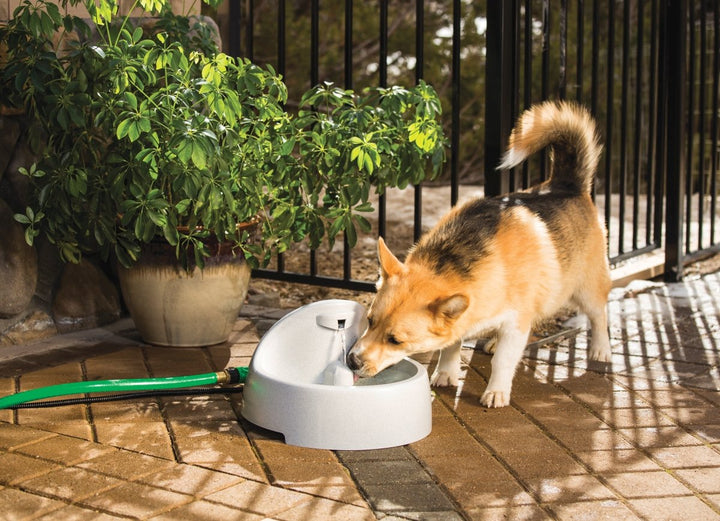 Drinkwell Everflow Indoor/Outdoor Dog and Cat Water Fountain, 192 oz.