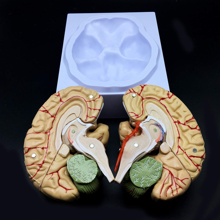 Human Brain Model, Anatomically Accurate Brain Model Li