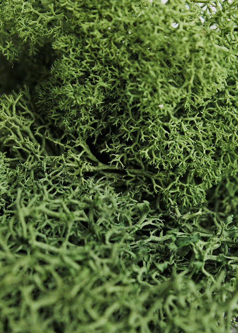 (21757) Reindeer Moss Preserved, Forest, 8oz (200 cubic inch)