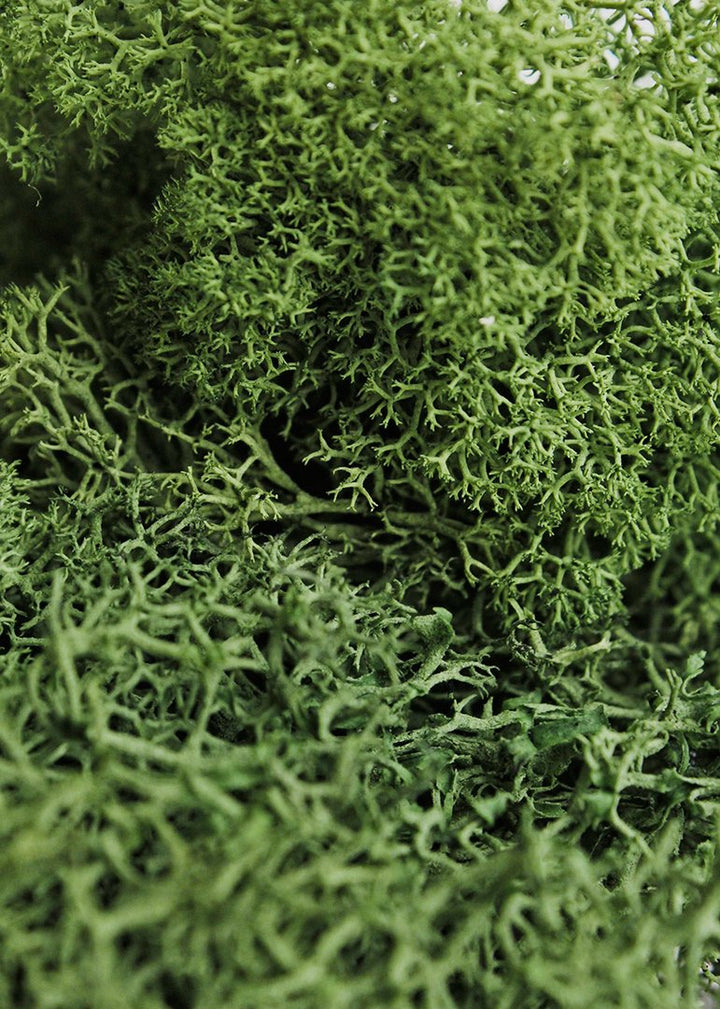 (21757) Reindeer Moss Preserved, Forest, 8oz (200 cubic inch)