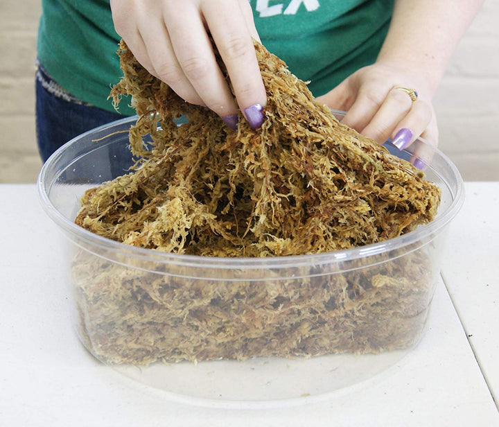 Premium New Zealand Sphagnum Moss, 150g (12L When Hydrated) - Harvested Sustainably from The Pristine West Coast of New Zealand&#39;s South Island