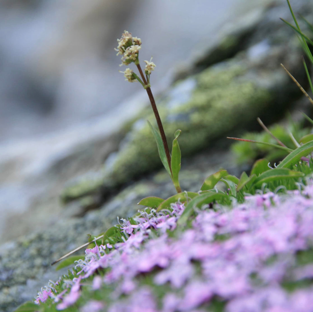 Shave Cream - 2.5 fl.oz.