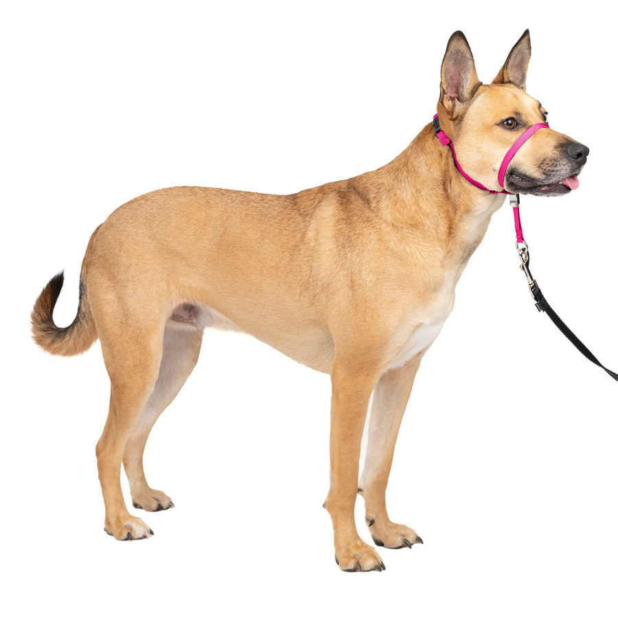 Gentle Leader No-Pull Head Collar for Dogs, Dog Head Collar - The Ultimate Solution to Pulling, Padded Nose Loop, Quick-Snap Neck Strap, Dog Halter, Medium - Raspberry Pink