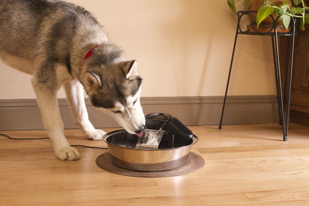 Drinkwell Zen Stainless Steel Dog and Cat Water Fountain, Pet Drinking Fountain, 128 oz. Water Capacity