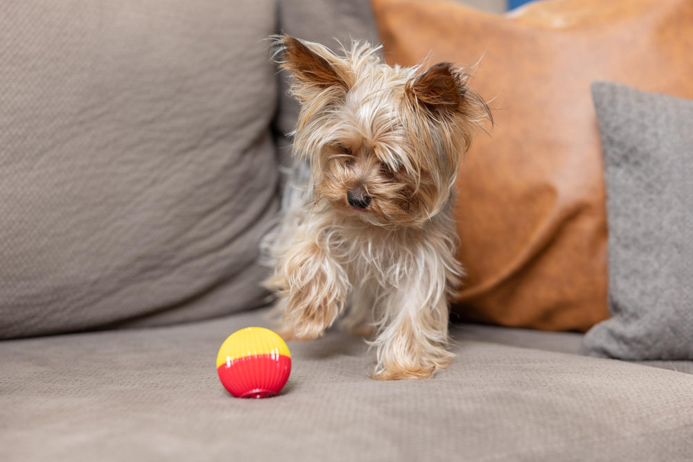 Animal Sounds Babble Ball - Chew Dog Toy - Small
