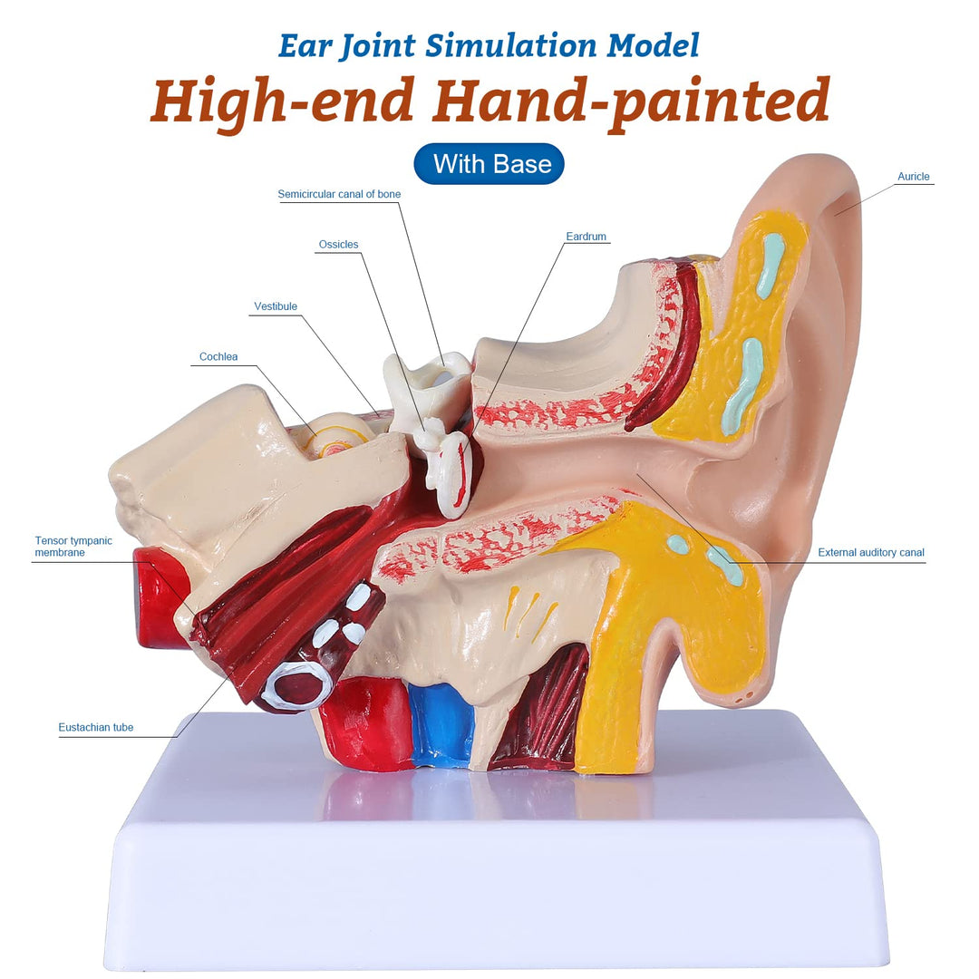 1.5 Times Human Ear Anatomy Model - Ear Joint Simulation Model Professional PVC Outer Middle Inner Ear Model with Base for Medical Demonstration