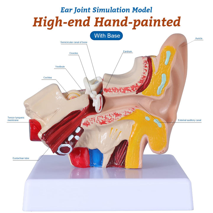 1.5 Times Human Ear Anatomy Model - Ear Joint Simulation Model Professional PVC Outer Middle Inner Ear Model with Base for Medical Demonstration